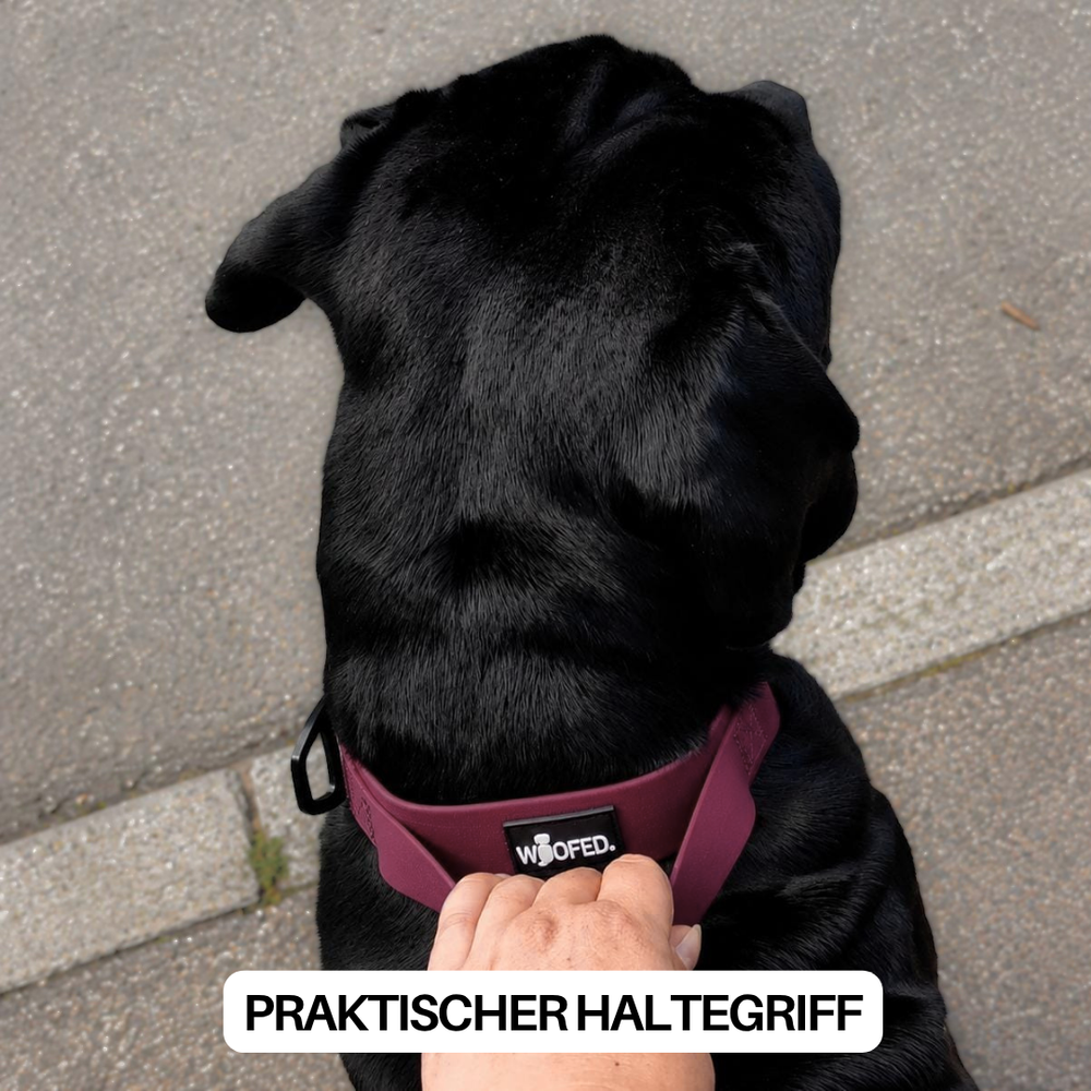 "Hund mit dunkelrotem WOOFLEX® Geschirr und Haltegriff auf grauem Asphalt."