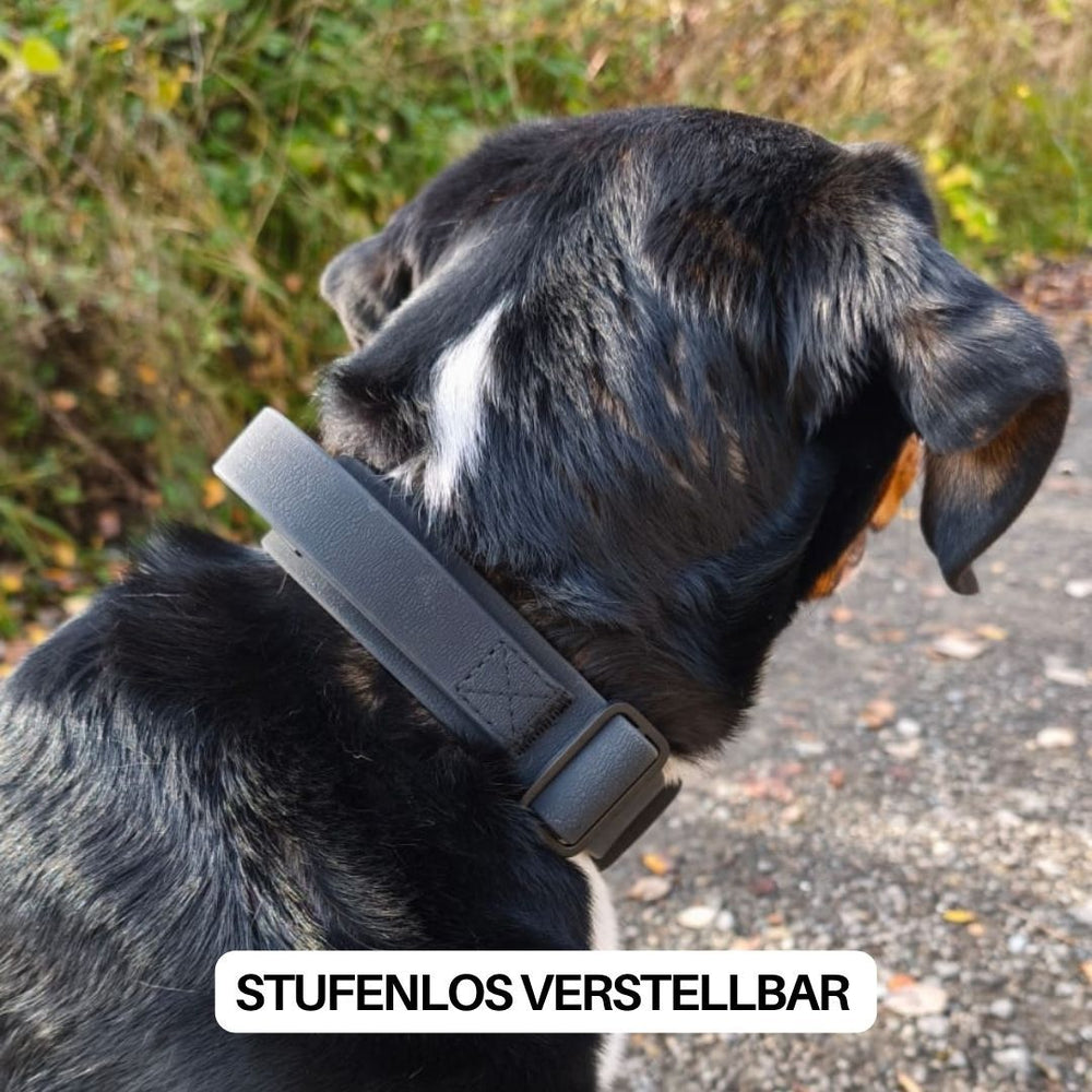 "Hund mit verstellbarem WOOFLEX® Halsband und Froschkarabiner in grünem, natürlichem Umfeld."