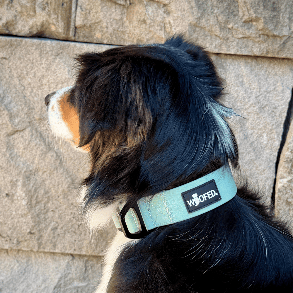 Hund im Profil mit mintgrünem WOOFLEX® Tactical Halsband und schwarzem „WOOFED“ Etikett, grauer Hintergrund.