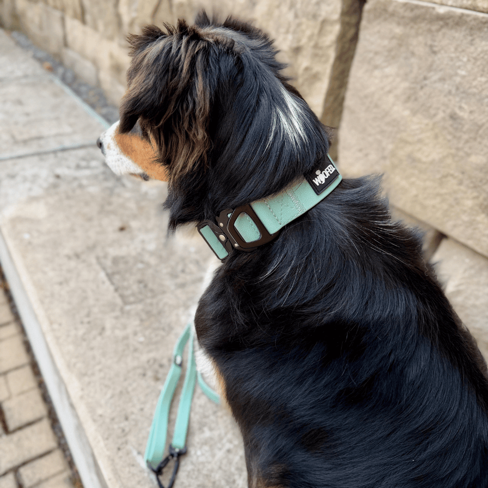 "Hund mit hellblauem WOOFLEX® Tactical Halsband und Leine auf Gehweg vor einer Steinmauer."