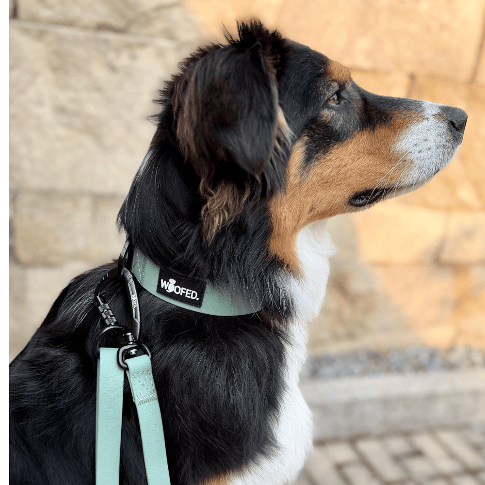 Hund trägt mintgrünes verstellbares WOOFLEX® Tactical Halsband und passende Leine, mit hellem Steinmauer-Hintergrund.