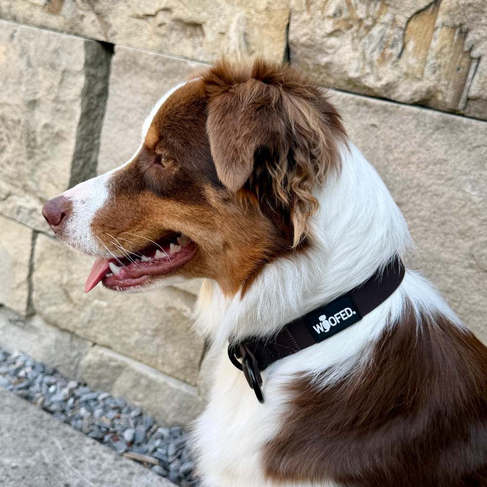 Hund im Profil mit braun-weißem Fell trägt WOOFLEX® Zugstopphalsband vor steinerner Wand.