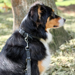 Hund im Profil mit glänzendem Fell, angeleint an schwarzem Geschirr und Leder Führleine Classic Soft.