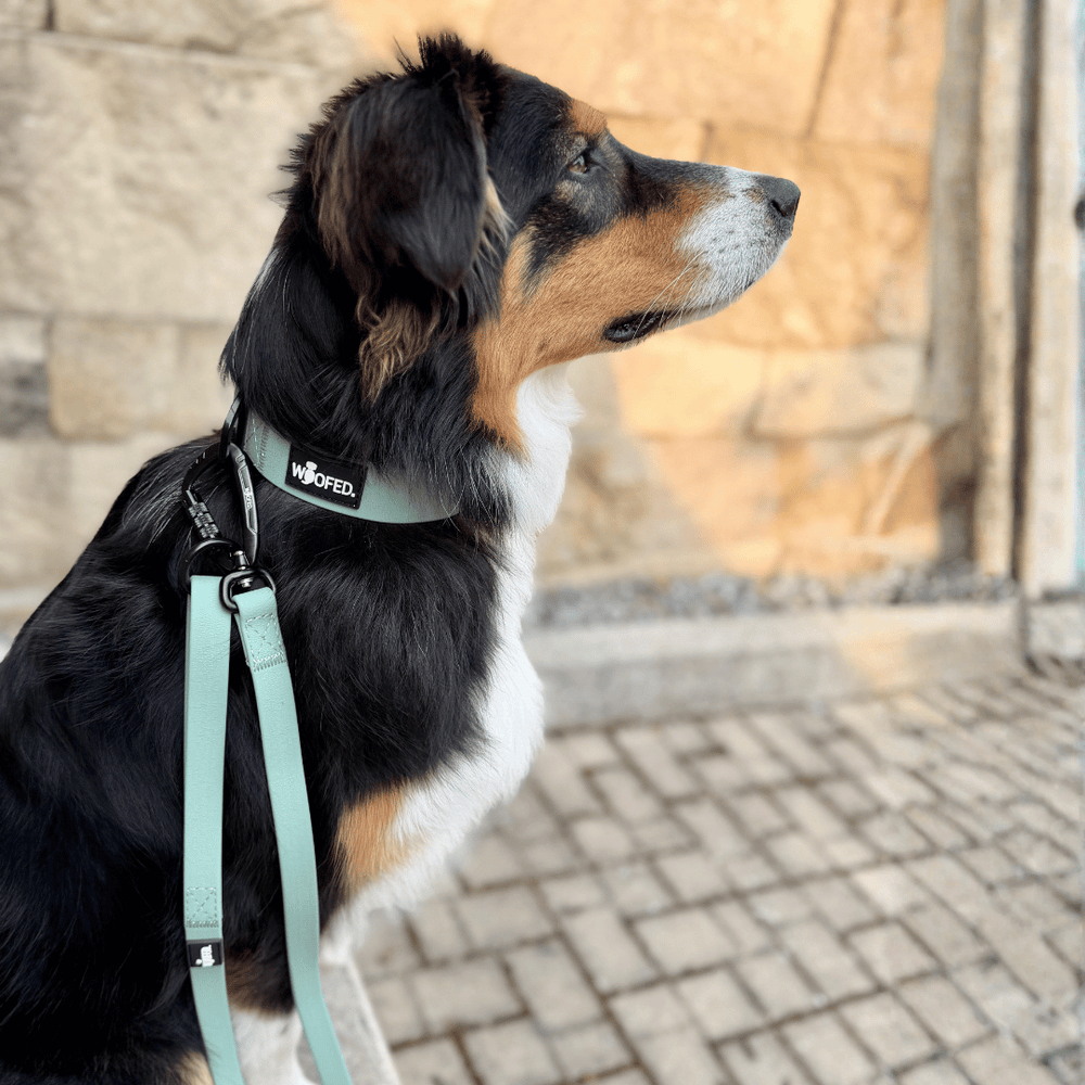 Schwarz-brauner Hund mit WOOFED-Halsband steht an der WOOFLEX® Pro Führleine vor einer Steinmauer.