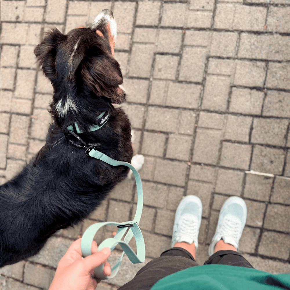 Hund mit grünem Halsband und WOOFLEX® Pro Leine, gehalten von einer Person in Sportkleidung auf einem gepflasterten Weg.