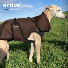 Windhund in brauner Jacke auf grüner Wiese, klarer Himmel im Hintergrund, active©-Logo sichtbar.