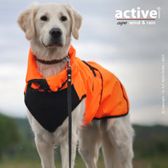 Hund im orangefarbenen Mantel mit schwarzen Akzenten, schützend gegen Wind und Regen, steht aufrecht mit Leine.