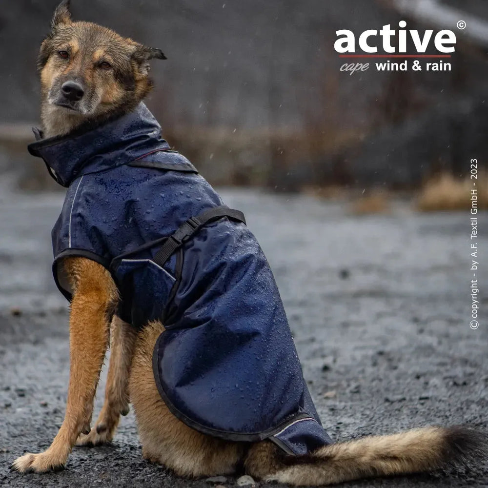 Hund im blauen, wasserdichten Regenmantel auf nassem Untergrund sitzt. Ideal für Regen und Wind.