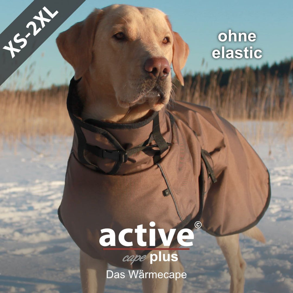 Hund im braunen Active© Cape Plus auf schneebedeckter Wiese, entspannt und aufmerksam, umgeben von winterlicher Natur.