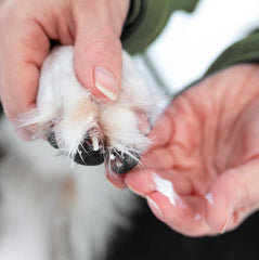 Nahaufnahme einer Hand, die eine mit Schnee bedeckte Hundepfote hält, umgeben von Eiskristallen.