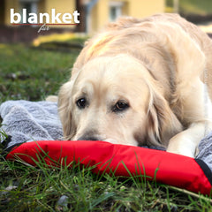 Golden Retriever liegt entspannt auf einer rot-gestreiften Decke, umgeben von grünen Wiesen und einem unscharfen Gebäude.