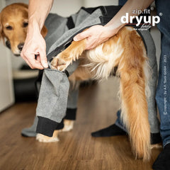 Golden Retriever wird in grauen Hundemantel Dryup® BODY zip.fit® gesteckt, während ihn eine Person hält.