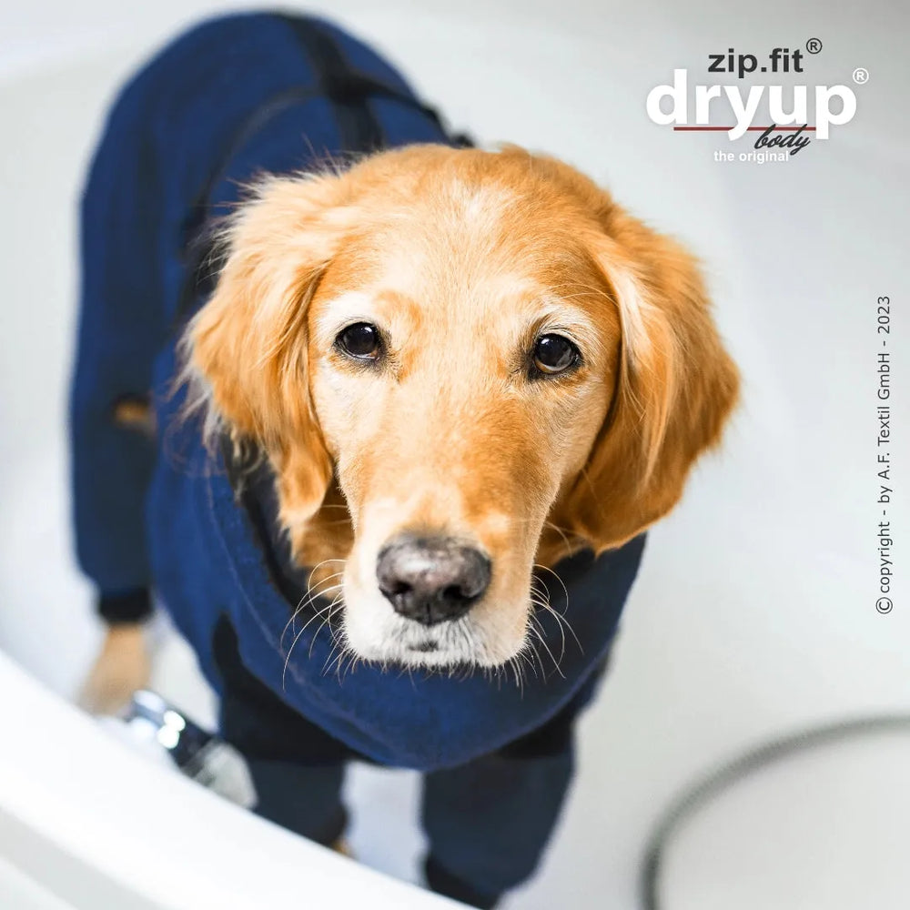 Golden Retriever in blauer Hundejacke steht in Badewanne, schaut in die Kamera, Logo zip.fit dryup im Hintergrund.