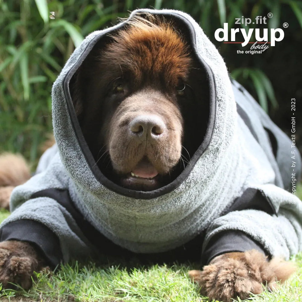 Hund im grauen Kapuzenpullover, freundlich schauend, liegt auf Gras mit schokoladenbraunem Fell.
