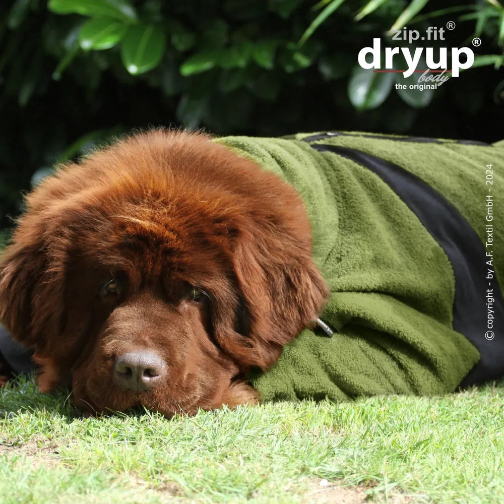 Brauner Hund mit dichtem Fell in grüner Jacke entspannt im Grünen liegend, umgeben von Pflanzen.
