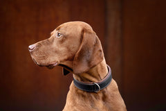 "Brauner Hund mit kurzem Fell trägt schwarzes Halsband, seitliche Ansicht vor warmem, unscharfem Hintergrund."