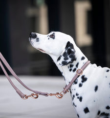 Dalmatiner mit schwarz-weißem Fell steht an leuchtend rosa Hundeleine und blickt nach oben.