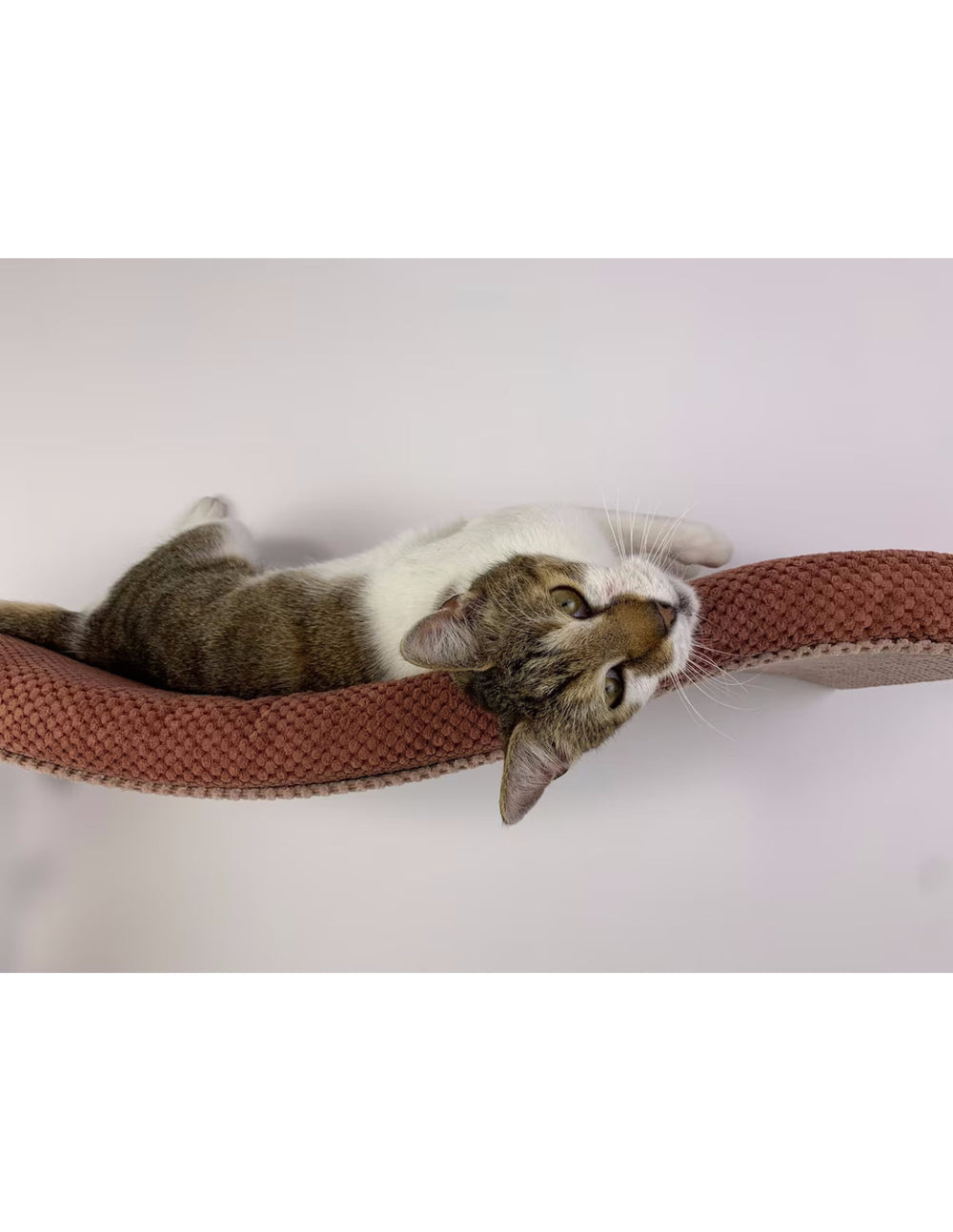 Cat Wall Shelf – Playful Curve | catsatelier-image-166
