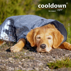 Entspannt liegender Hund mit goldenem Fell in silberfarbenem Cape, umgeben von Pflanzen.