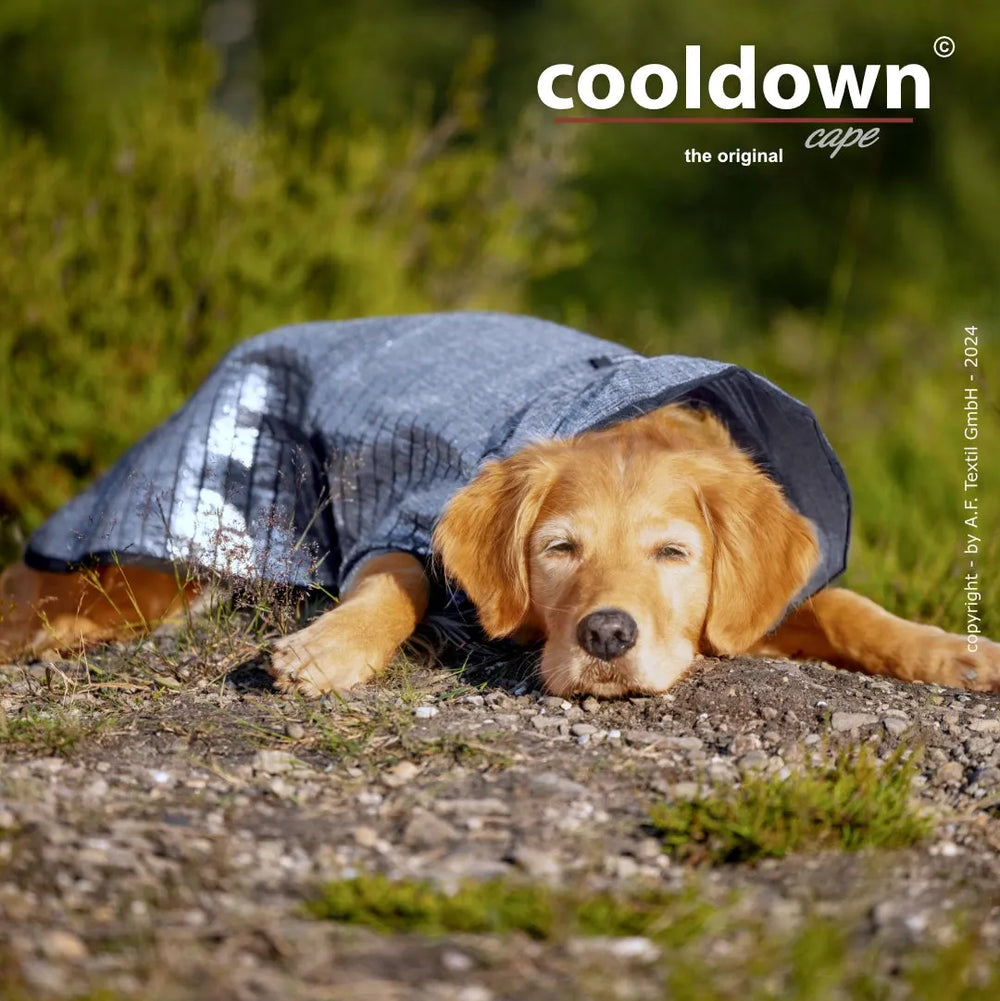 Entspannter Hund mit blauem Cooldown-Umhang, umgeben von grünen Sträuchern und Bäumen.