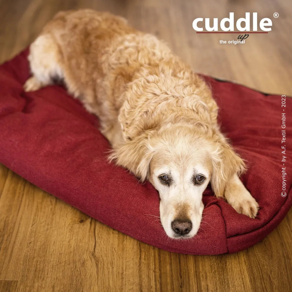 Ein goldenlockiger Hund liegt auf einem roten Hundebett auf Holzfußboden und schaut in die Kamera.