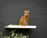 weiß, gestrichen (000x) - Bild 1