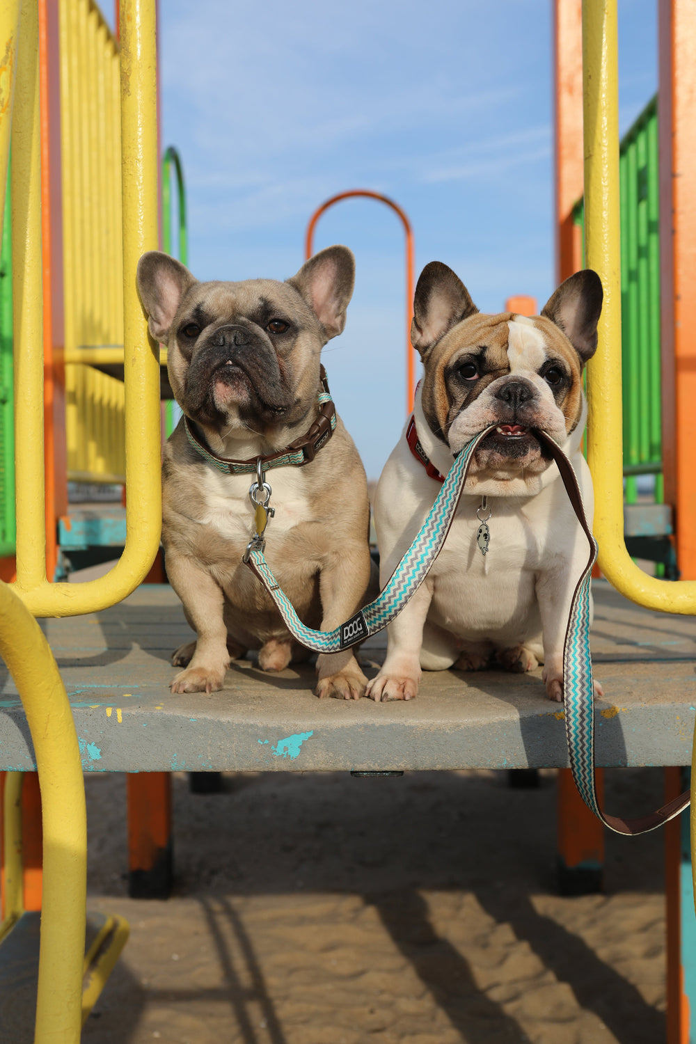Zwei Französische Bulldoggen mit DOOG Neoprene Leinen auf einem Spielplatz, einer hält die Leine im Maul.