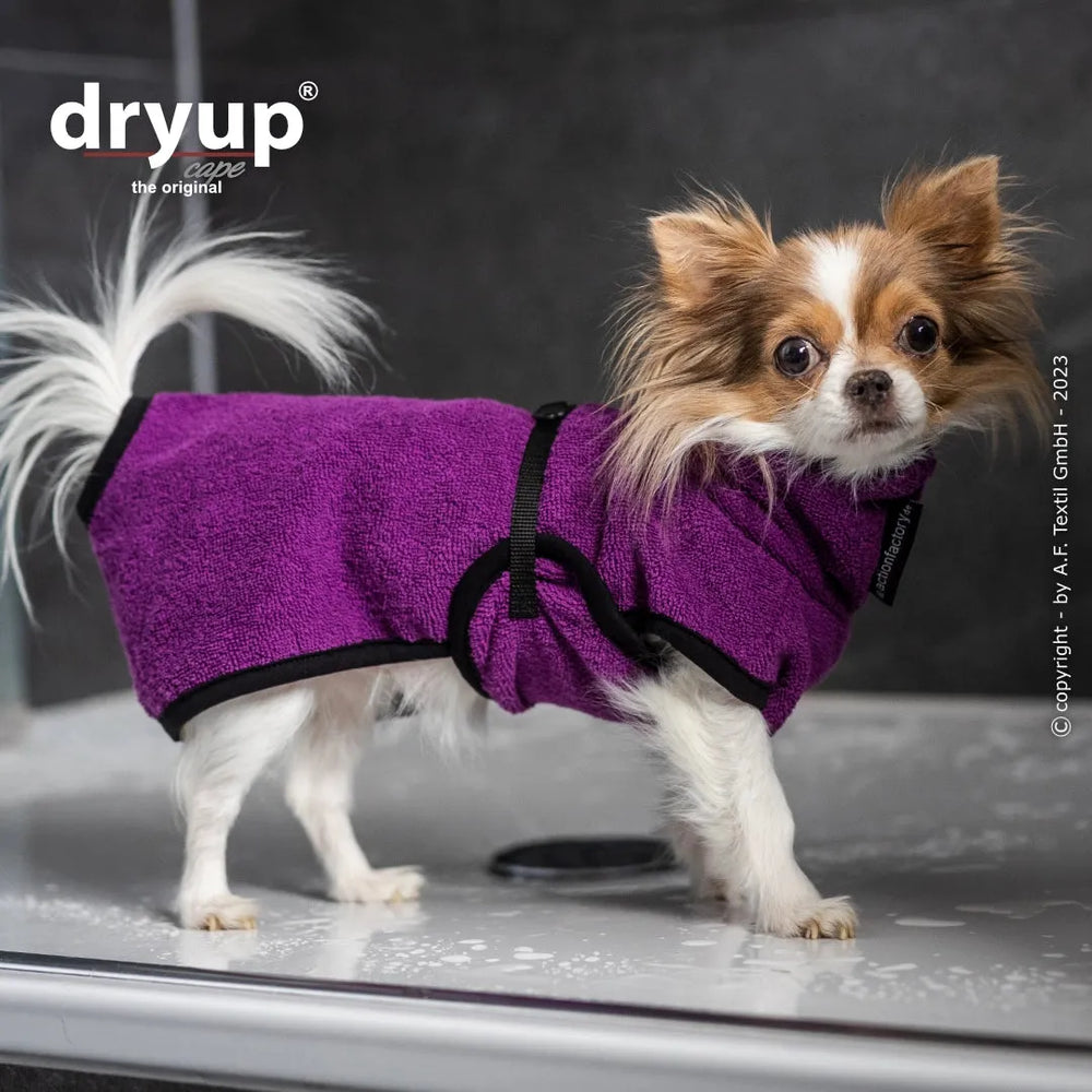 Kleiner Hund im lila Handtuch-Mantel auf nassen Fliesen, neugierig und stylisch mit dryup® cape nano logo.