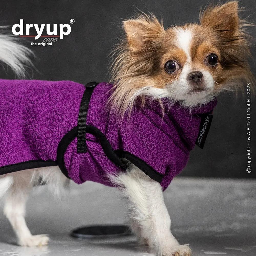 Kleiner Hund im lila dryup® Hundebademantel mit schwarzen Akzenten, ideal zum Trocknen nach dem Baden oder bei Nässe.