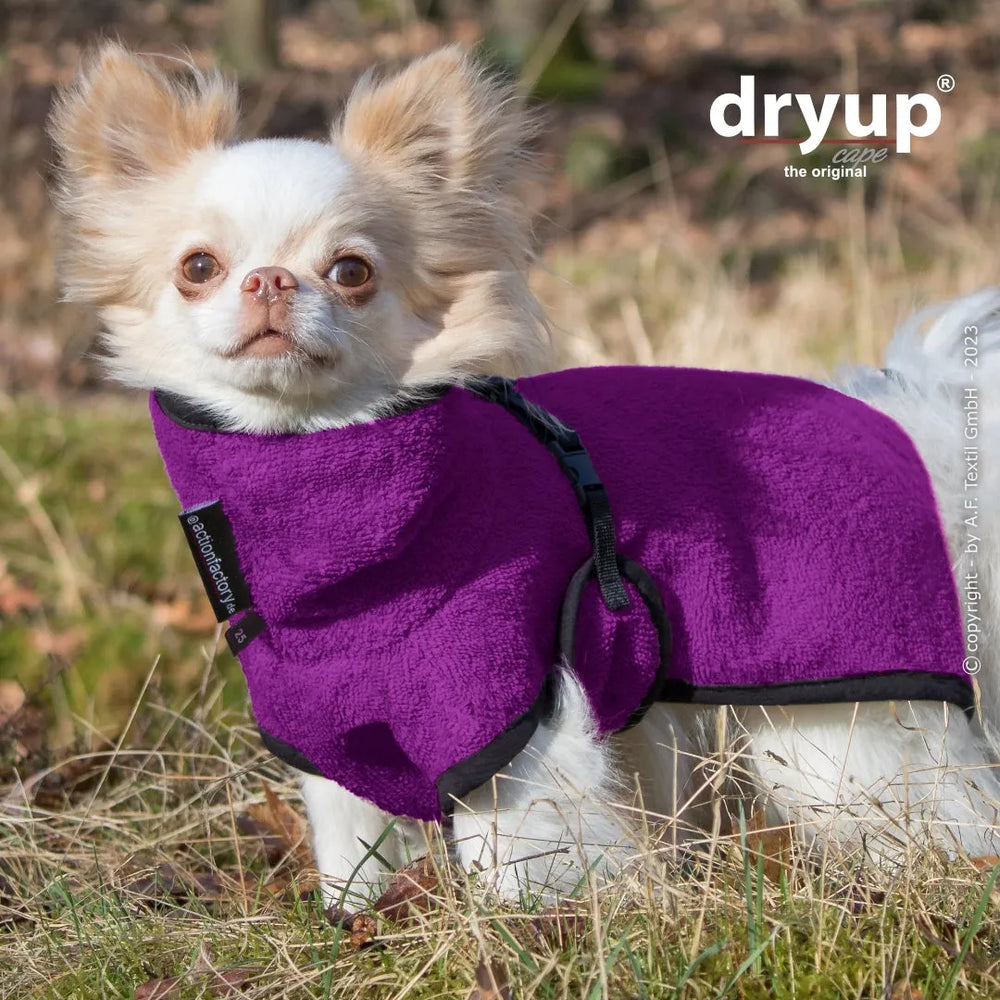 Chihuahua im lila Hundebademantel von dryup® cape nano mit schwarzem Rand, stehend im Gras.