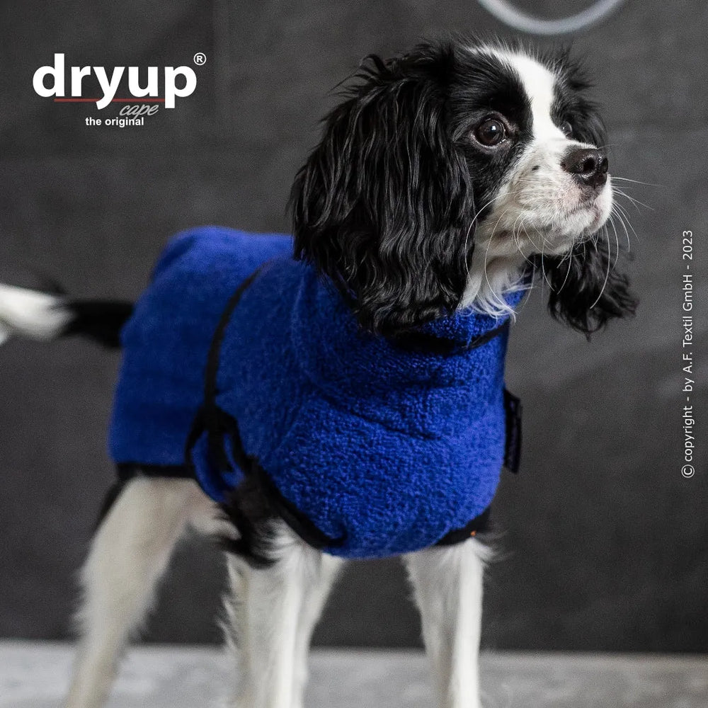 Kleiner Hund in einem blauen, kuscheligen Hundebademantel von dryup® cape nano auf neutralem Hintergrund.