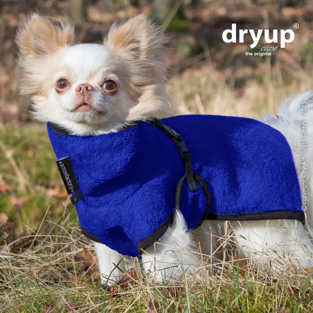 Chihuahua im blauen dryup® Hundebademantel auf trockener Wiese, ideal zum Trocknen nach dem Baden.