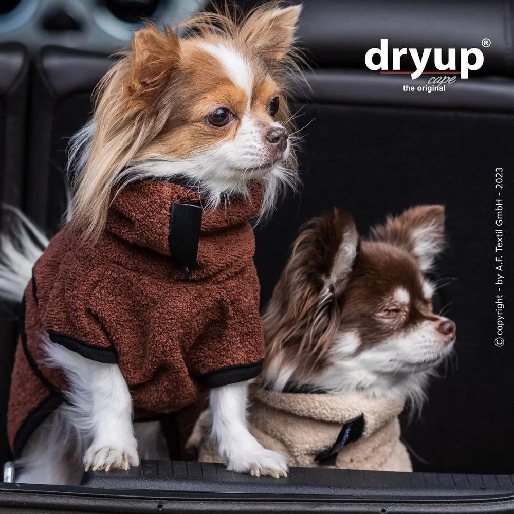 Zwei Chihuahuas in samtigen Hundebademänteln, einer braun und der andere beige, auf einem sanften Hintergrund.