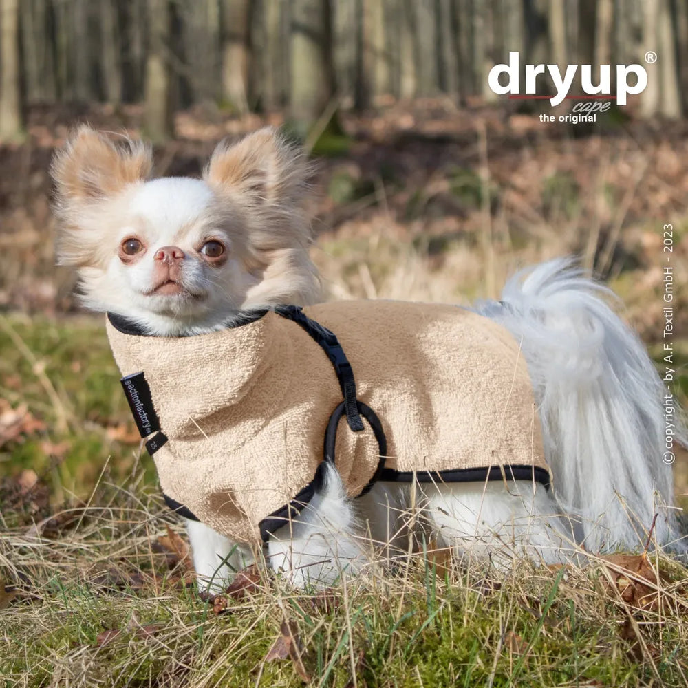Kleiner Hund in beigem Hundebademantel von dryup® steht in einer naturnahen Umgebung zwischen Bäumen und Vegetation.