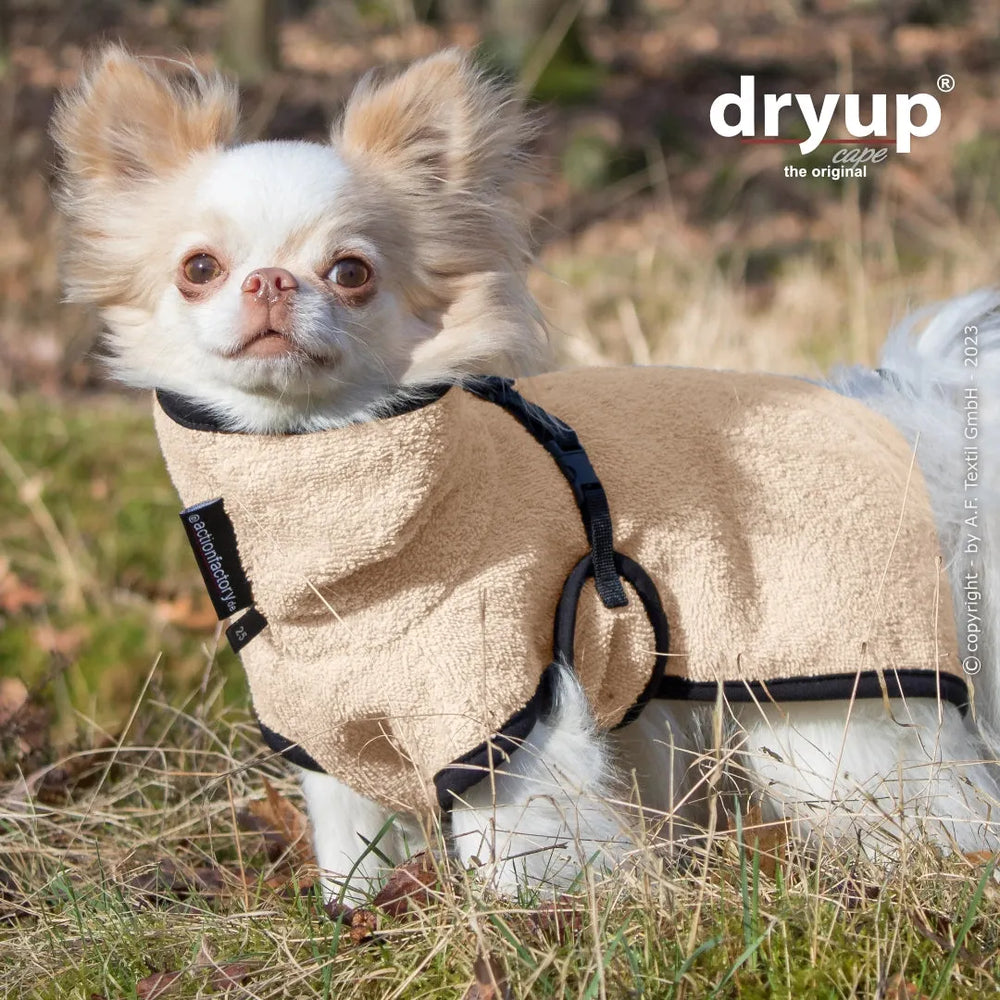 Chihuahua in beigem Hundebademantel auf grüner Wiese, komfortabel und stilvoll mit schwarzem Gurt.