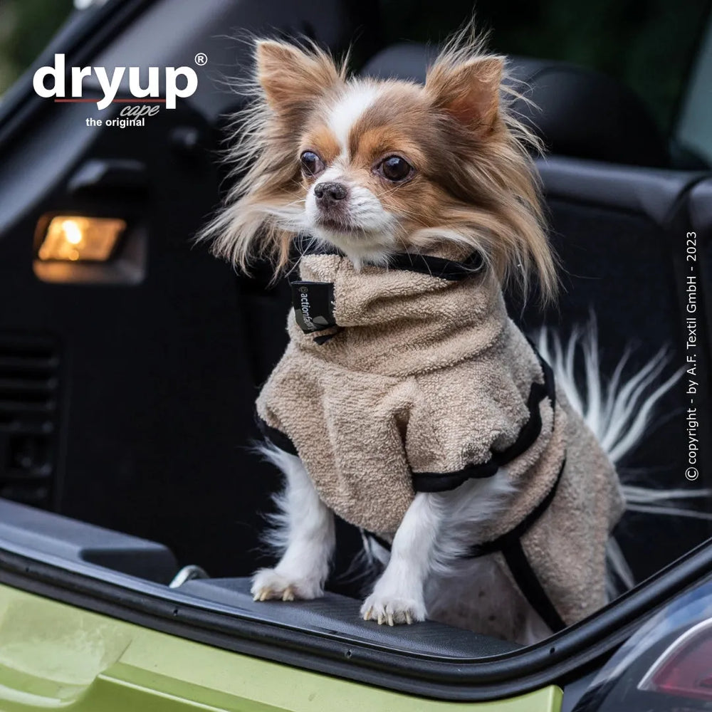 Chihuahua im beigen Plüschhundebademantel von dryup® auf Autodach, Blick nach draußen, unscharfer Hintergrund.