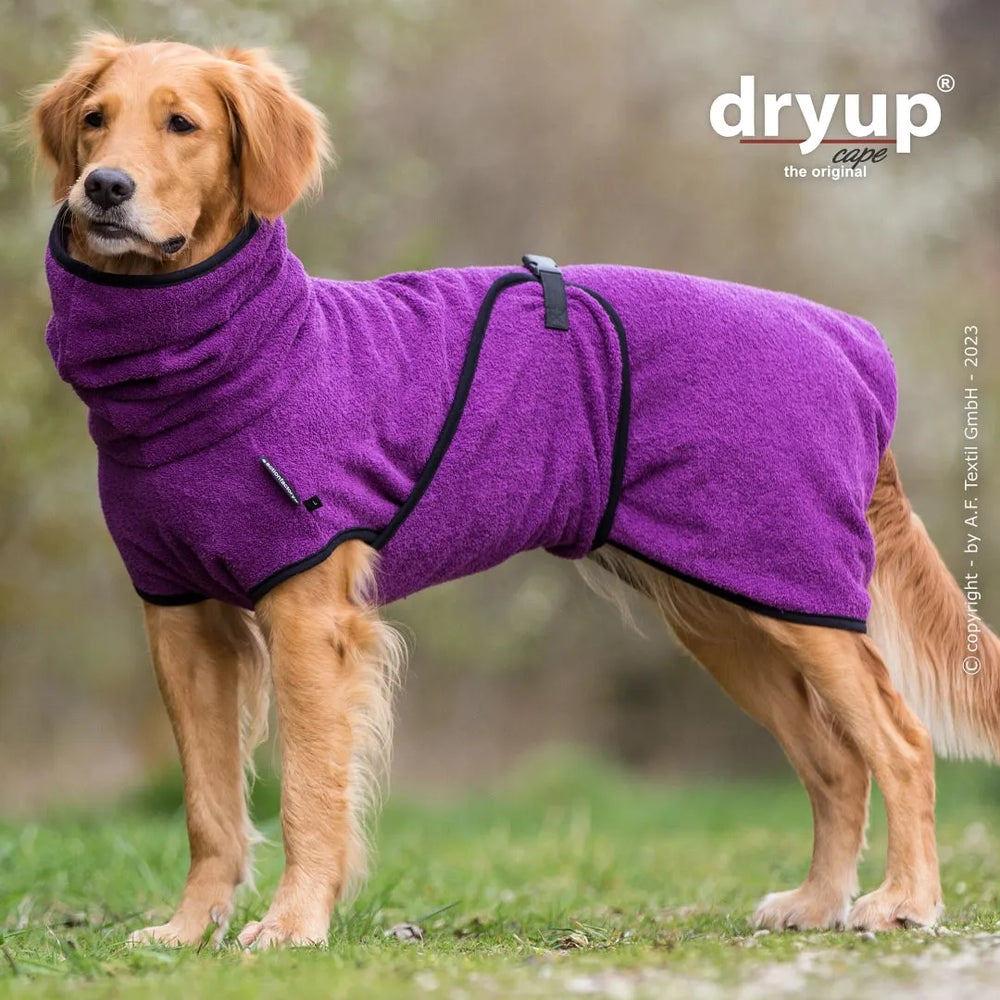 Golden Retriever trägt lila Dryup® Hundebademantel mit hohem Kragen, perfekt zum Trocknen nach dem Bad.