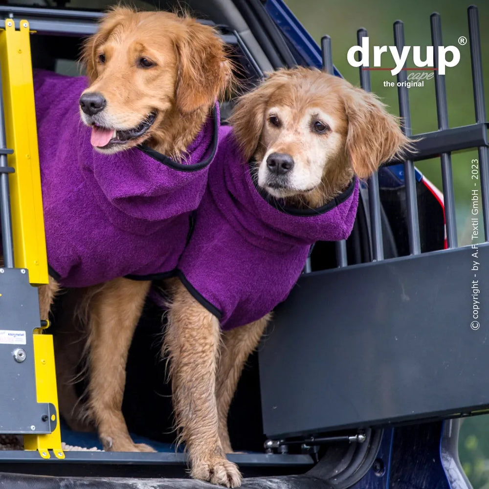 Zwei Golden Retriever im lila Dryup® Hundebademantel schauen neugierig aus einem Auto.