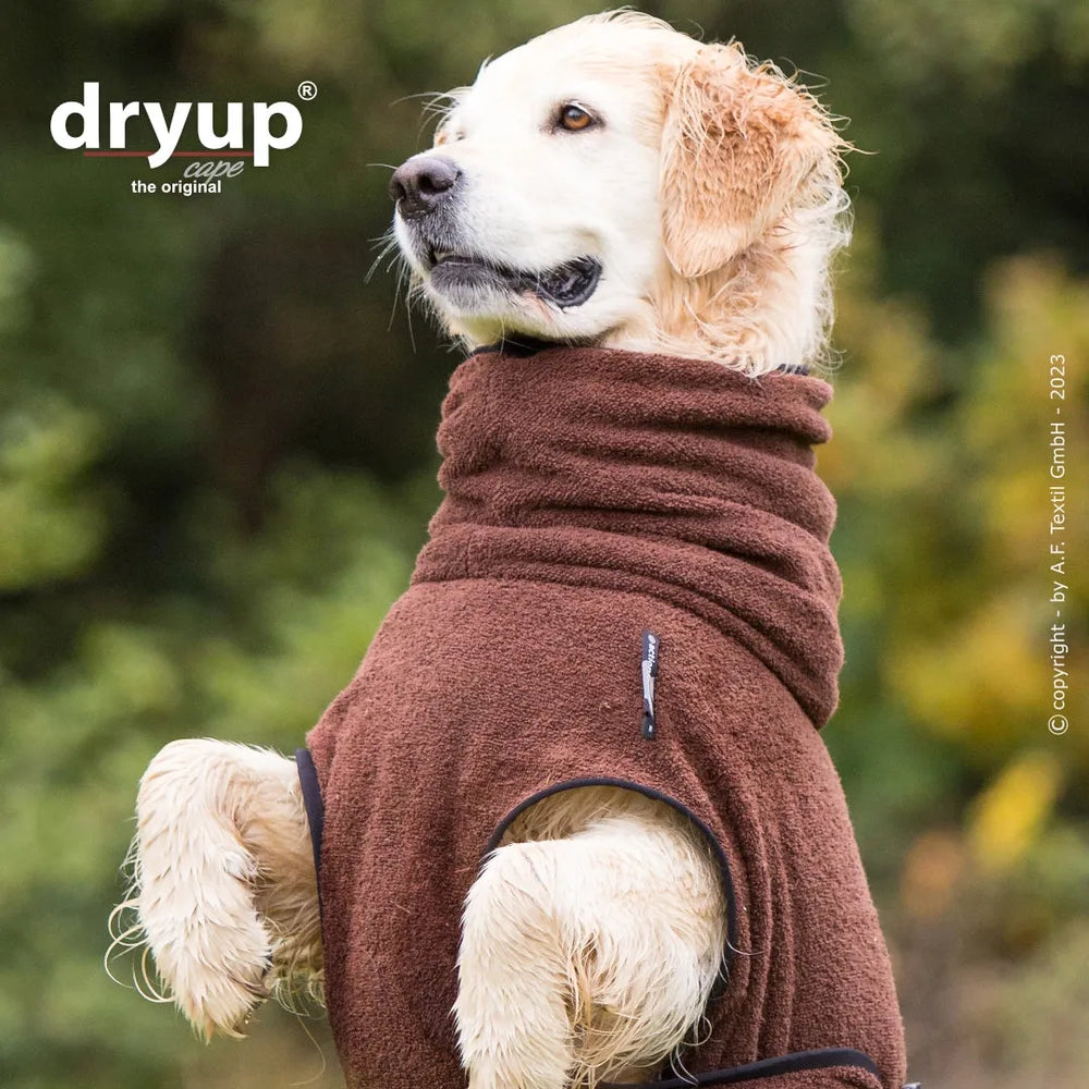 Golden Retriever im braunen Dryup® Hundebademantel, stehend mit hohem Kragen, schaut nach oben.