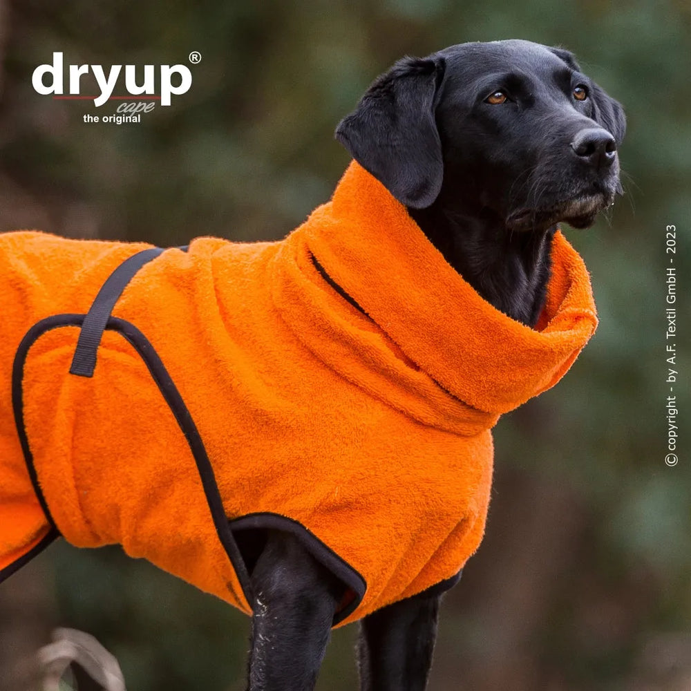Hund im orangefarbenen Dryup® Hundebademantel mit Kragen und schwarzen Bändern, steht aufmerksam da.
