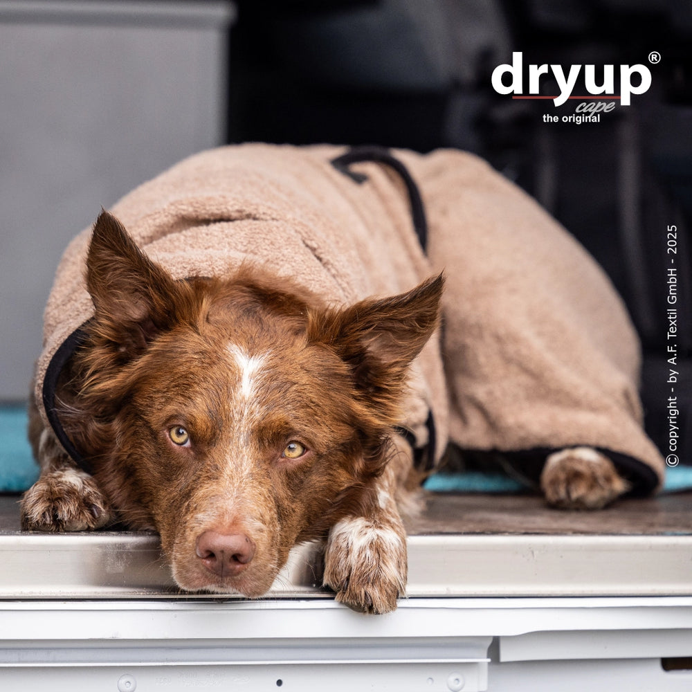 "Brauner Dryup® Hundebademantel: Entspannter Hund liegt gemütlich auf dem Boden und schaut freundlich in die Kamera."