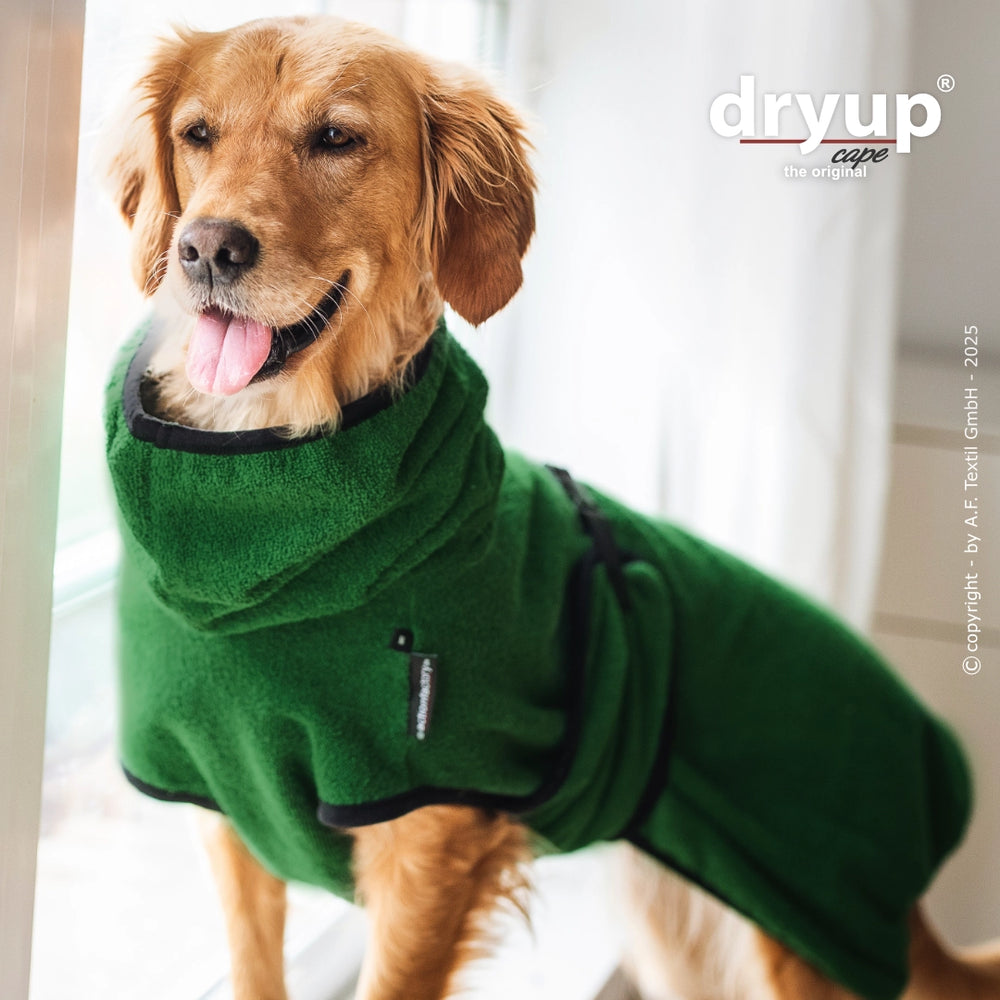 Glücklicher Hund im grünen Dryup® Cape Hundebademantel mit hohem Kragen und Gurt, Licht strömt durch das Fenster.