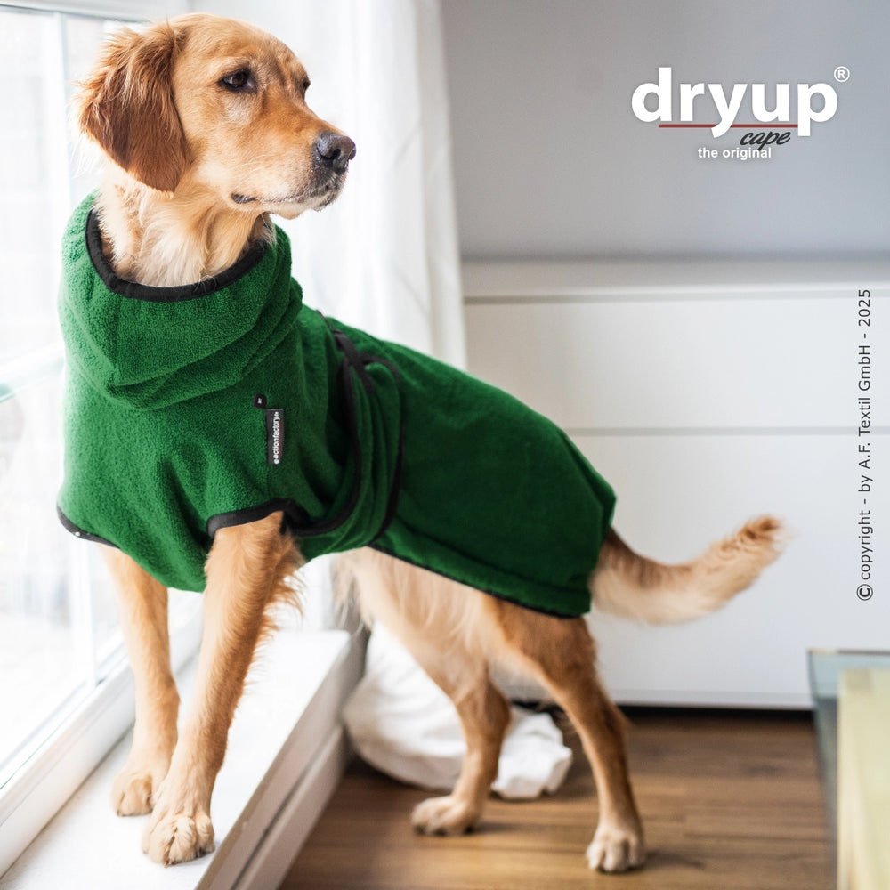 Hund im grünen Dryup® Cape mit Kapuze, auf der Fensterbank stehend und nach draußen blickend.