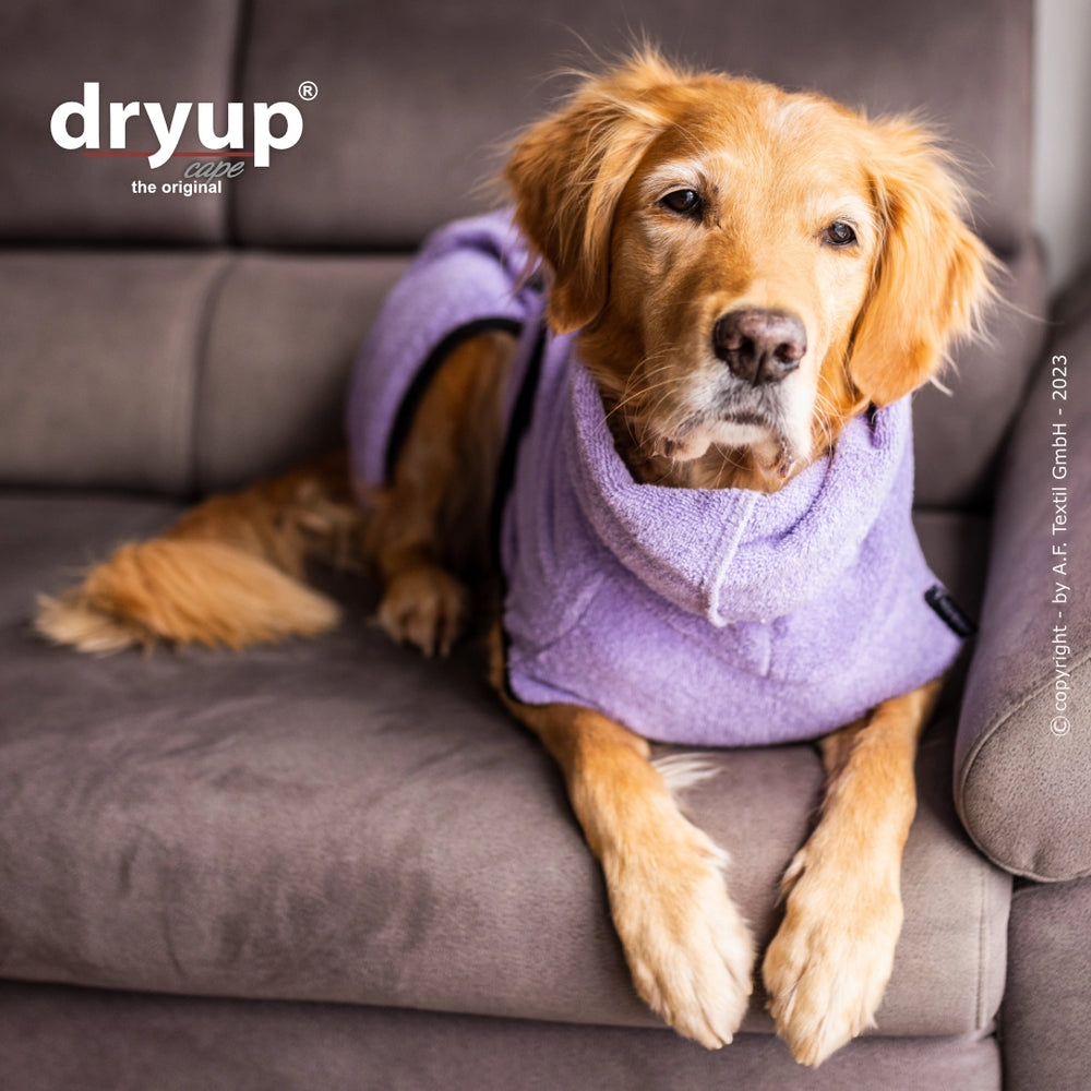 Goldener Retriever entspannt auf Couch im lila Dryup® Hundebademantel, umgeben von einer gemütlichen Atmosphäre.