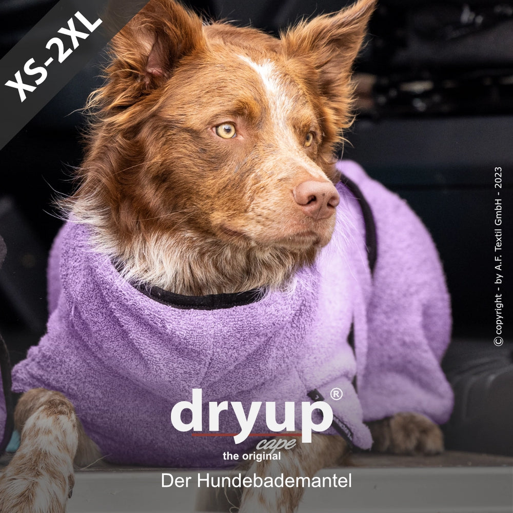 Hund im lilanen Dryup® Hundebademantel – original, praktische Größe XS bis 2 für optimale Trocknung nach dem Bad.