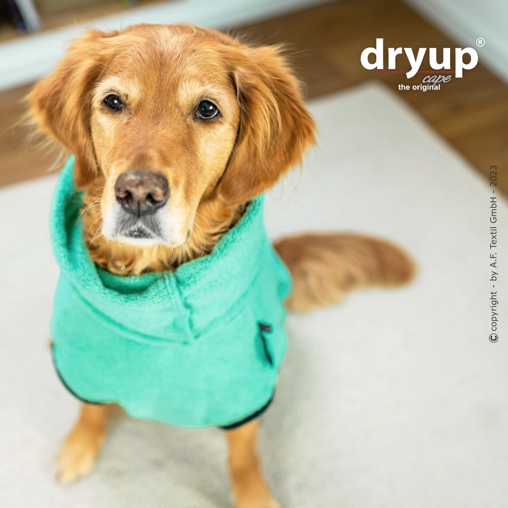 Golden Retriever im türkisfarbenen Dryup® Hundebademantel mit Kapuze auf hellem Boden, schaut in die Kamera.