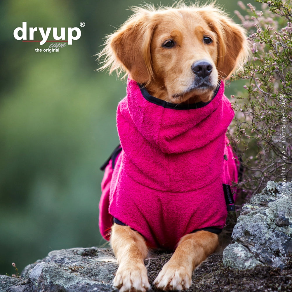 Golden Retriever im pinken Hundebademantel von Dryup® in natürlicher Umgebung sitzend.