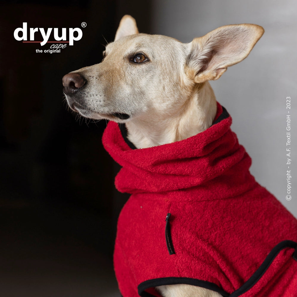 "Roter Hundebademantel von Dryup®: ein hellfelliger Hund sitzt seitlich und zeigt seinen hohen Kragen."