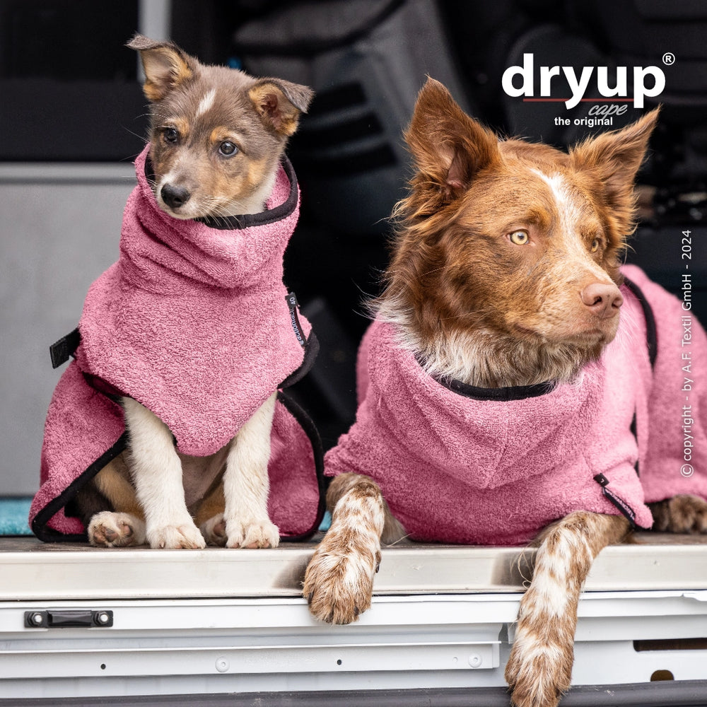 Zwei Hunde im rosa Fleece-Bademantel von Dryup® cape, einer klein mit braun-weißer Fellzeichnung, der andere größer.