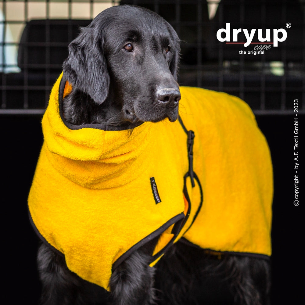 Schwarzer Hund trägt leuchtend gelben Dryup® Hundebademantel, ideal zum Trocknen nach dem Baden.